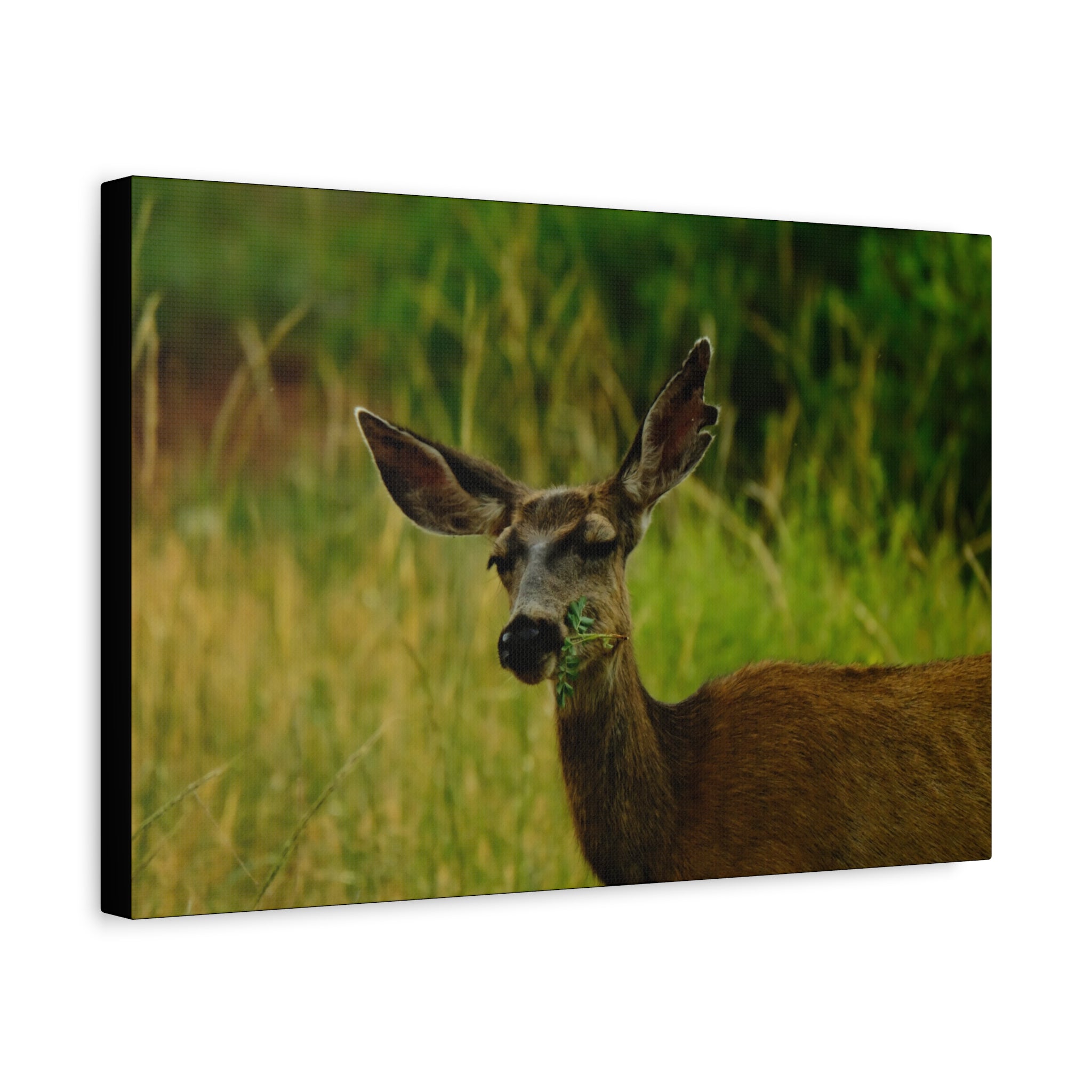 Doe Portrait Matte Canvas Wall Art