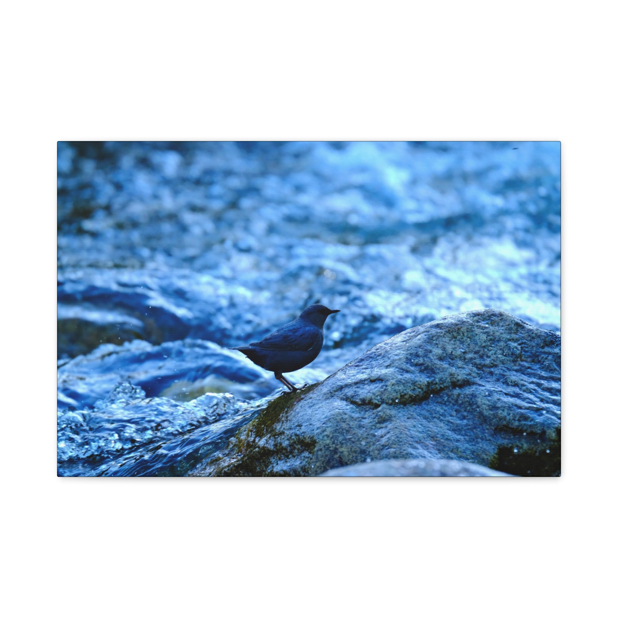 Dipper on Rapids Matte Stretched Canvas Wall Art