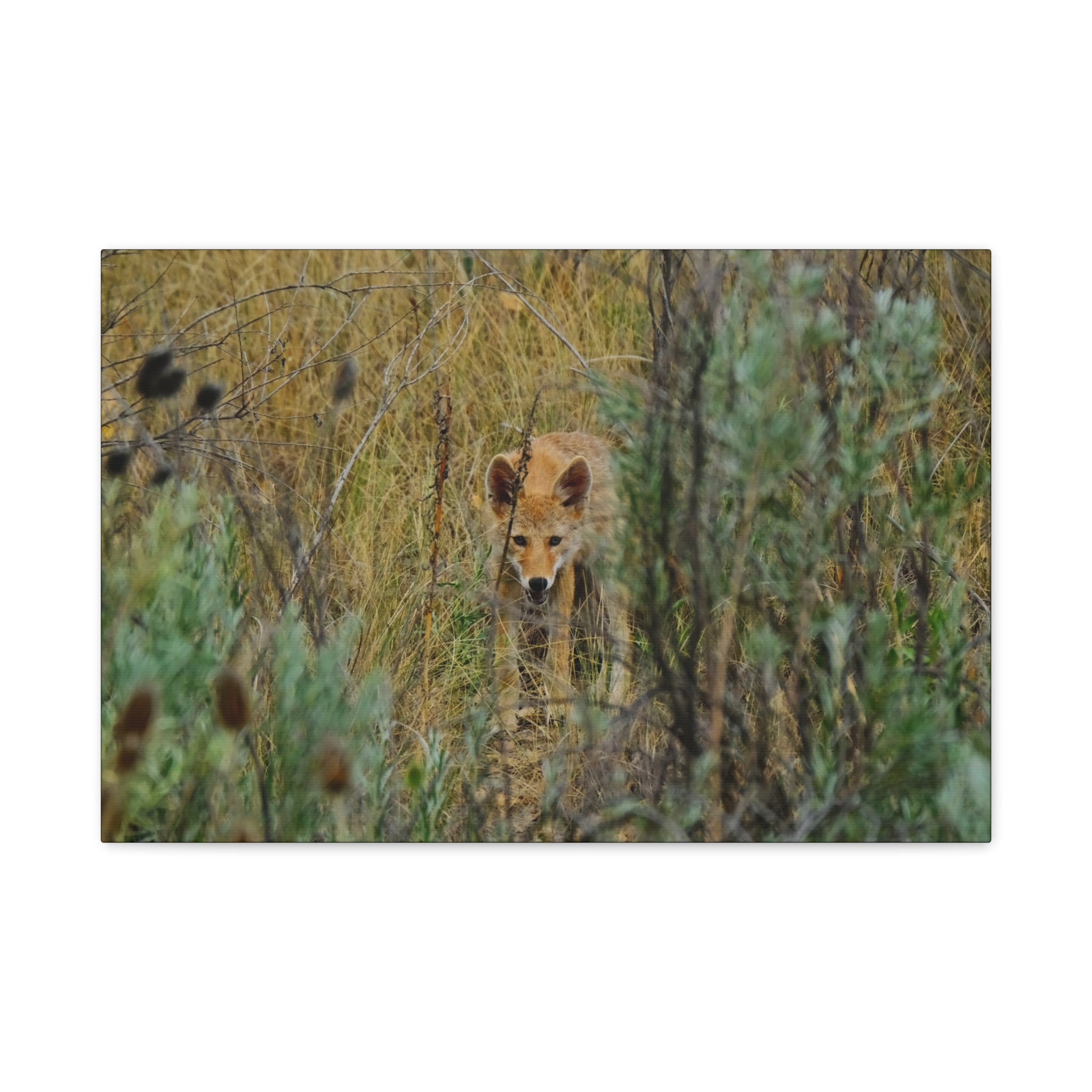 Coyote Pup Staring - Matte Stretched Canvas