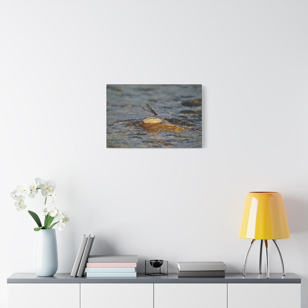 Damselfly on River Rock - Matte Canvas Print