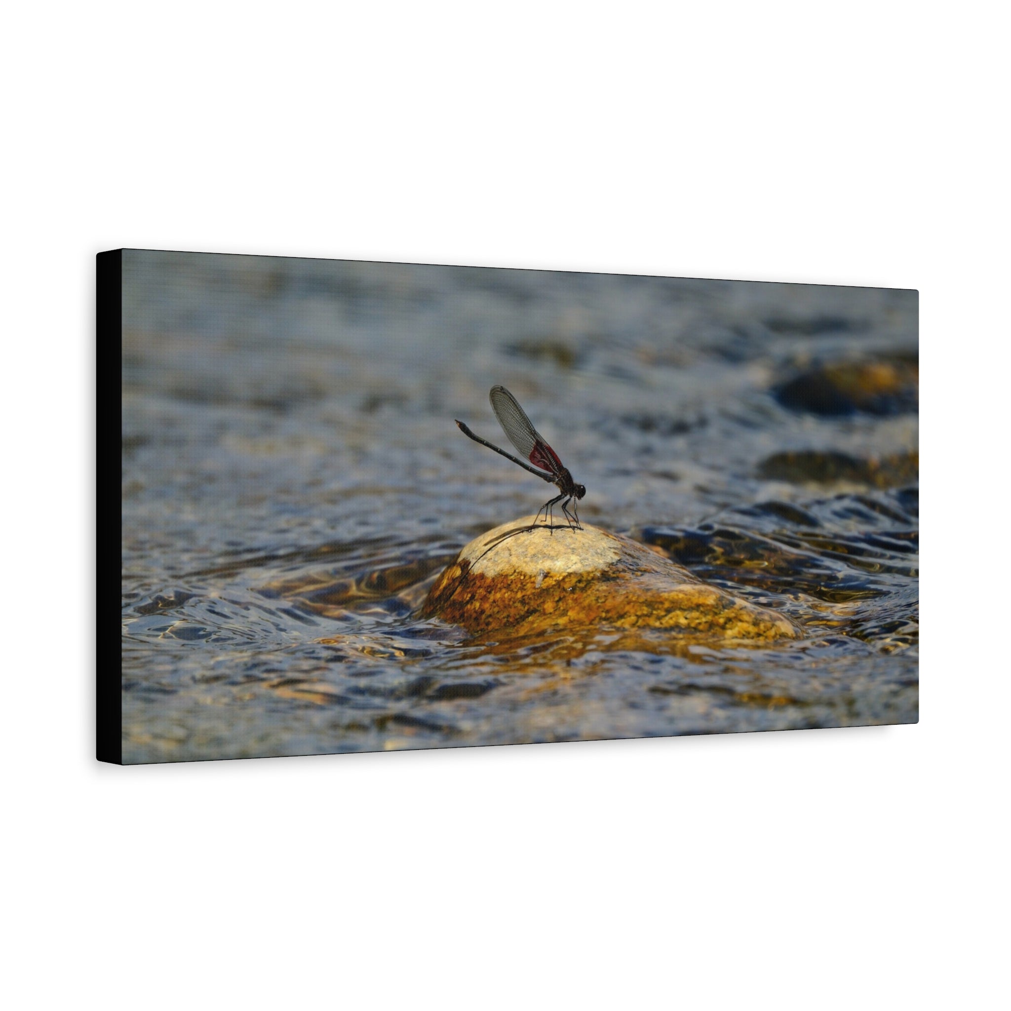 Damselfly on River Rock - Matte Canvas Print