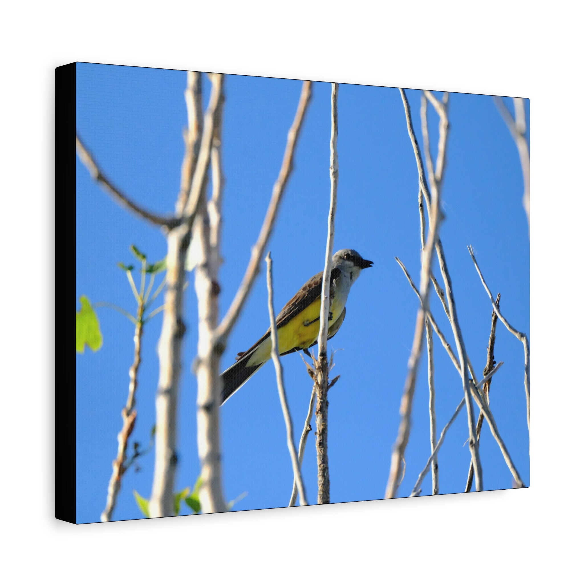 Western King Bird Horizontal Matte Canvas, Stretched, 1.25"