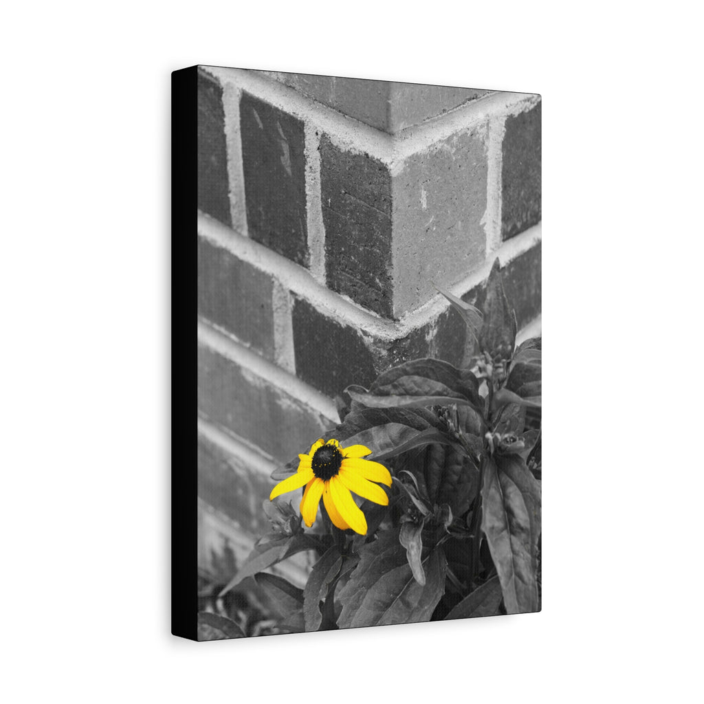 Yellow Daisy on Brick Matte Canvas Print — Stretched Wall Art