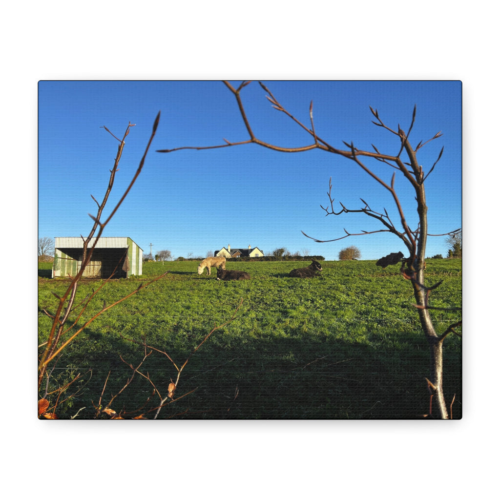 Irish Country Pasture Canvas Print — Matte Stretched Wall Art