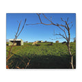 Irish Country Pasture Canvas Print — Matte Stretched Wall Art
