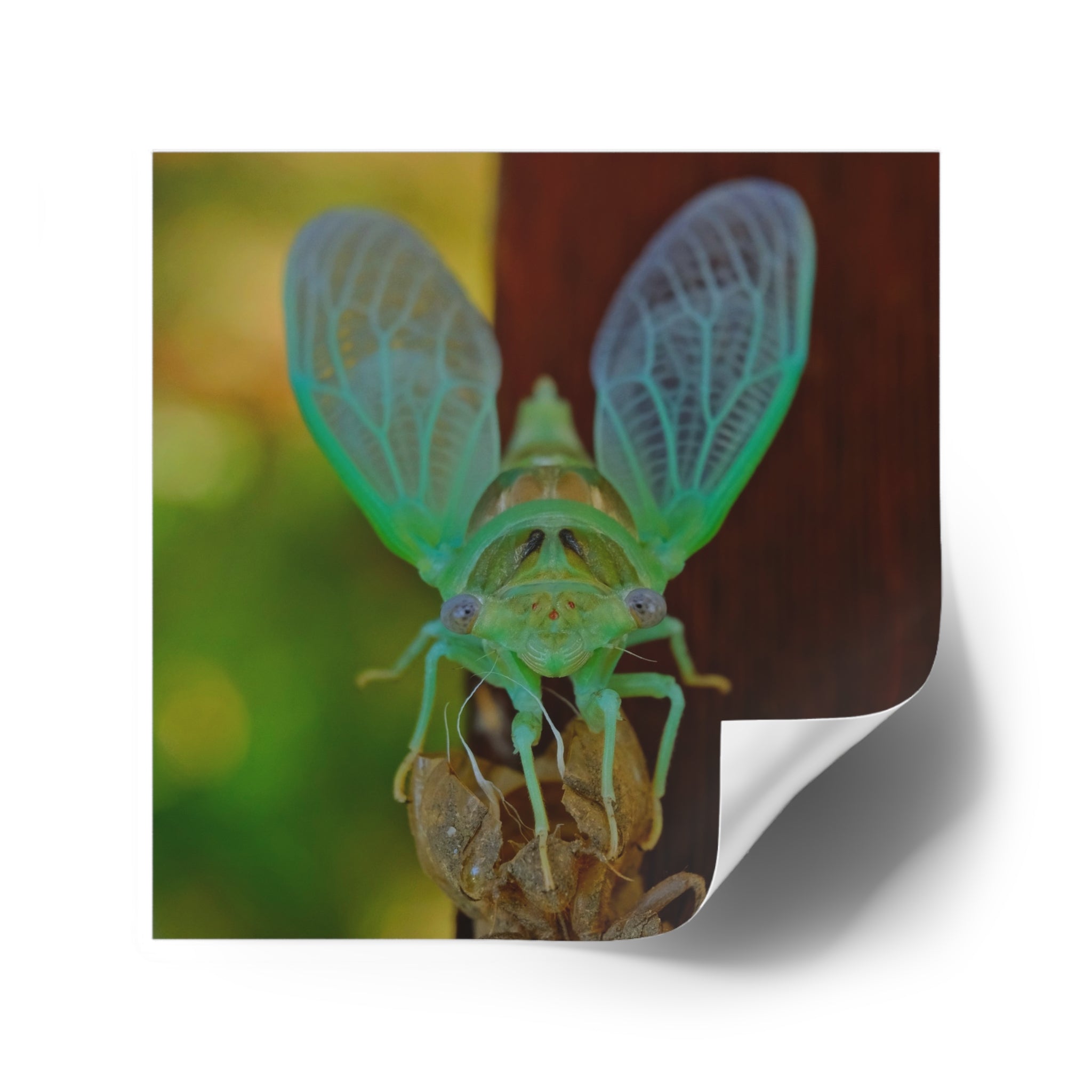 Cicada Square Sticker — Vivid Green Insect Photo Sticker (Indoor/Outdoor)