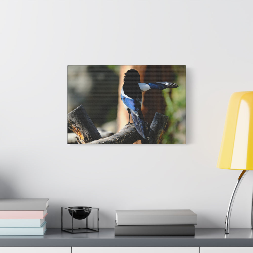 Black-billed Magpie Wildlife Canvas Print — Matte Stretched Wall Art