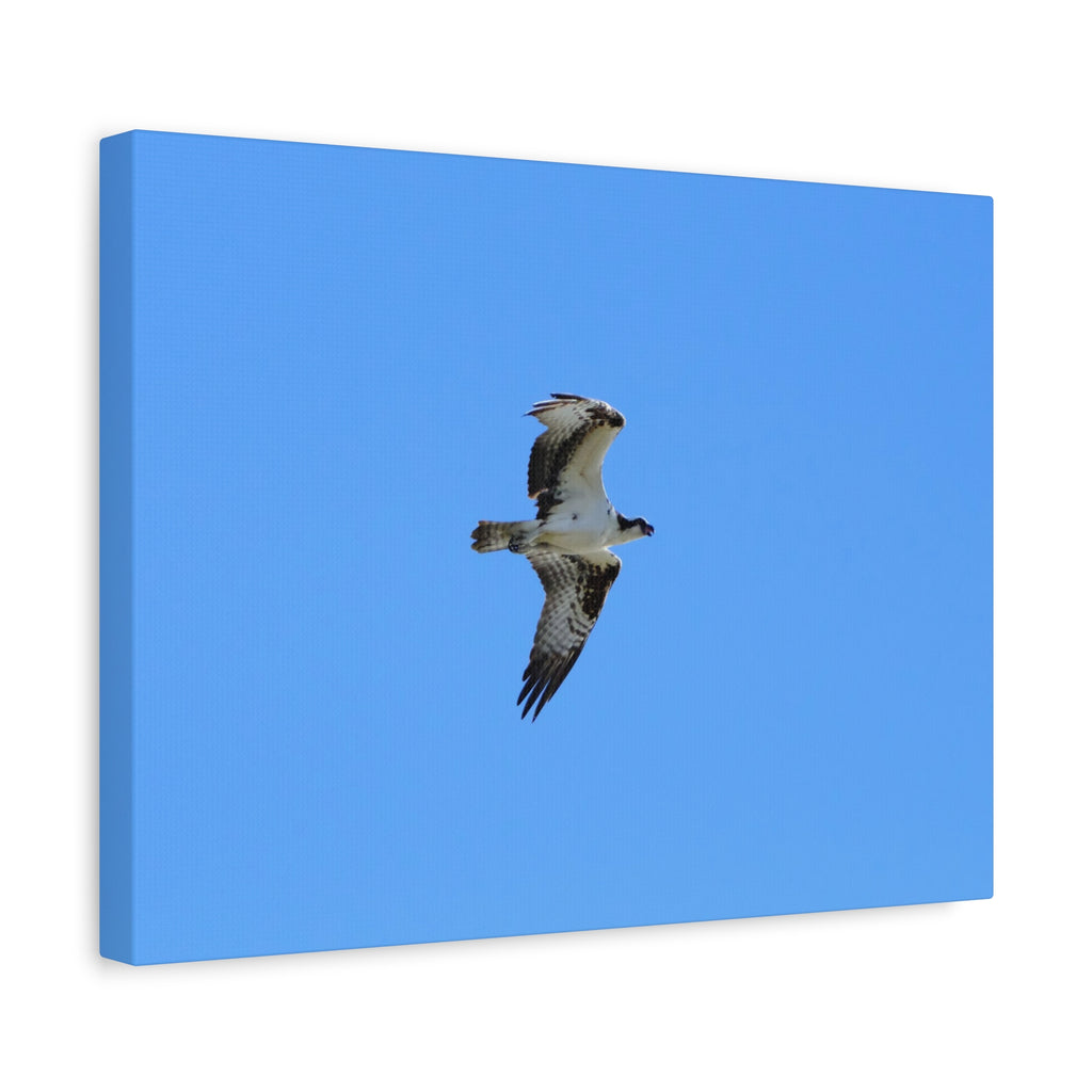 Osprey in Flight Matte Canvas Print — Stretched Wall Art