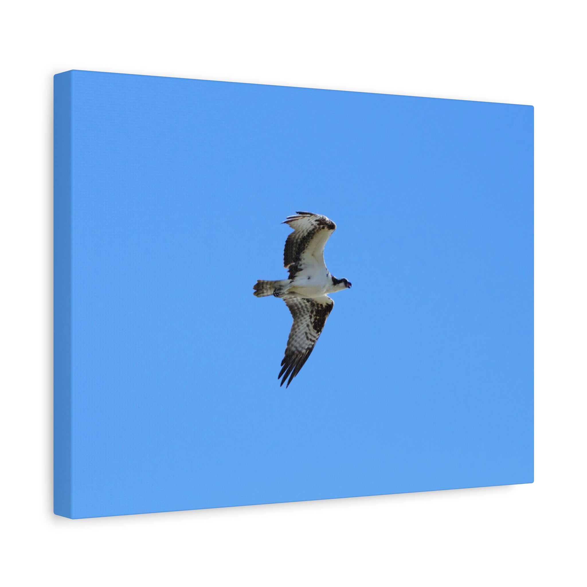 Osprey in Flight Matte Canvas Print — Stretched Wall Art