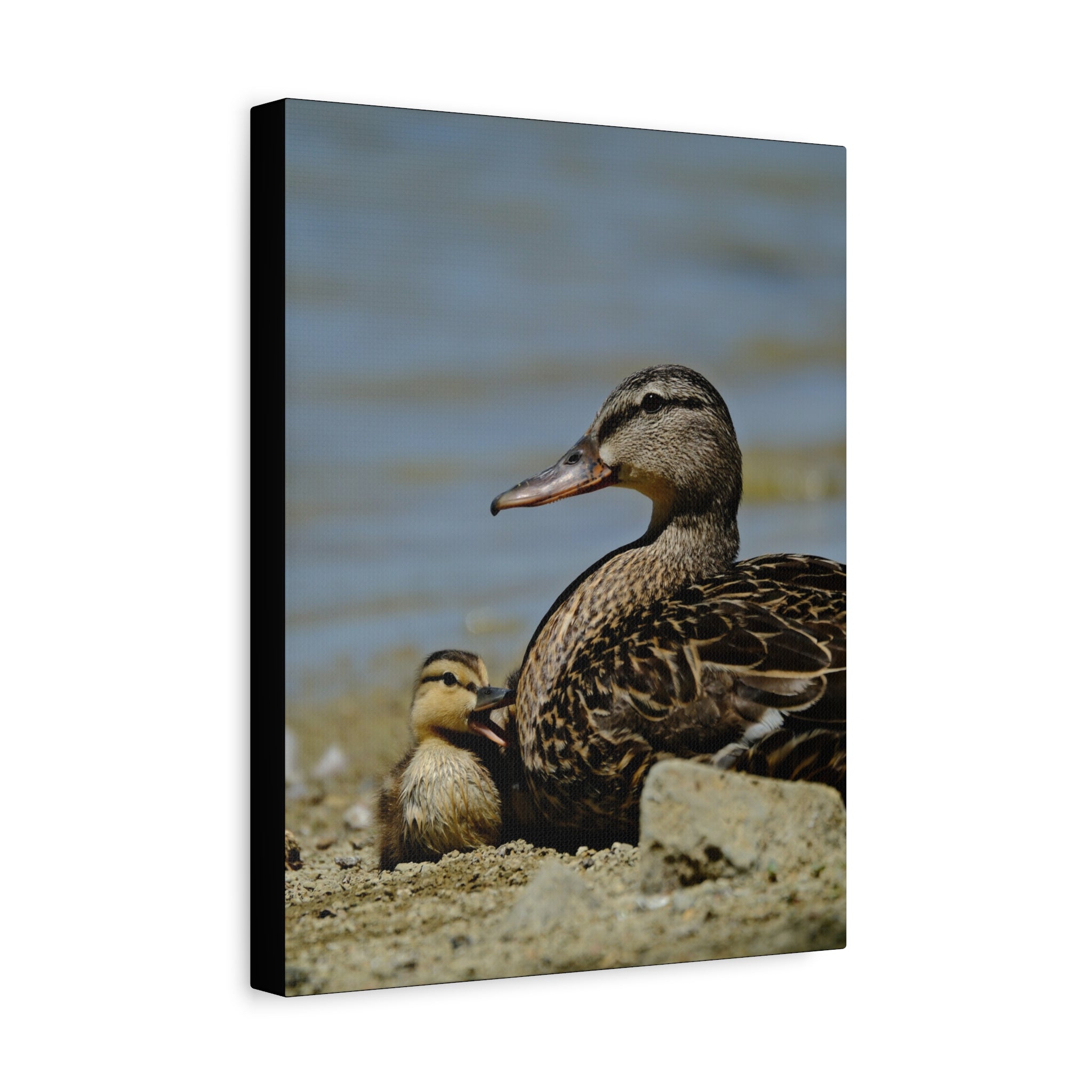 Duck and Duckling Canvas Print — Mother & Baby Wildlife Wall Art